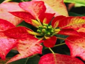 Einladung 23.11. Podiumsdiskussion und Seminar zu sorbischer Selbstbestimmung in Sachsen Screenshot vimeo.com