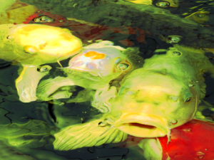 Screenshot lausitz-koi.de