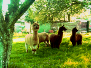 Alpakas: „Der Lausitzer – Heidehof ist ein kleiner Landwirtschaftsbetrieb in der Lausitz“ Screenshot lausitzer-heidehof.de