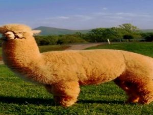 Alpaka Finca: „Familien- und Freundeskreis um die „Alpakaflüsterin“ aus dem Spreewald“ Screenshot twitter.com