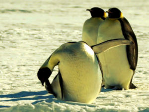 Ksnip: „Wartet es mit ausgereiften Editierfunktionen auf“ Screenshot vimeo.com