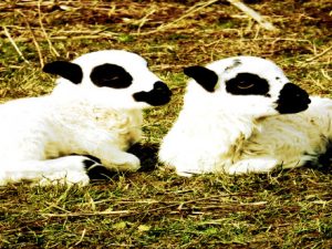 "Vom Aussterben bedrohte Hausttierrasse" - "Seit vielen Jahren halten wir Brillenschafe auf unserer Waldhufe" Screenshot twitter.com