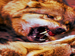 „Der Wolf ist ein Problem“ – Die ungehörten Sorgen der Weidetierhalter Screenshot 1zoom.me