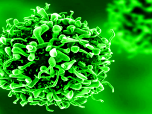 Virologie: Wie Mikroorganismen den Verstand steuern und zum Tod führen können Screenshot vimeo.com