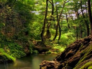 Lausitzer Grenzwall: „Er ist ein schmaler bewaldeter Moränenwall mit Höhen bis zu 175 Metern“ Screenshot vimeo.com