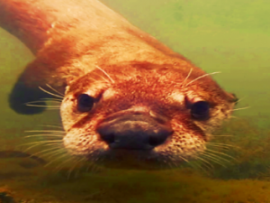 Der Otter Browser versucht viele klassische Aspekte wieder zu beleben Screenshot vimeo.com