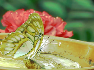 Regenerative Landwirtschaft: „Förderung der Interaktion zwischen Pflanzen und Bodenleben“ Screenshot youtube.com