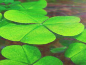 Screenshot twitter.com