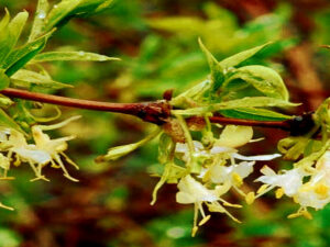 Screenshot-twitter-fdfdgfdgfdgfdgfdgfvbvbvbvbc