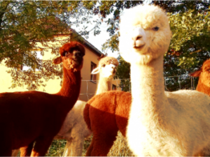 LAUSITZleben: Mit Alpakas auf Wanderung in der Lausitz Screenshot-browse.startpage.com5ghkk7-620×264-1