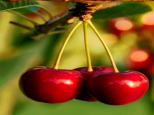 Screenshot-browse.startpage.com8dfgh7