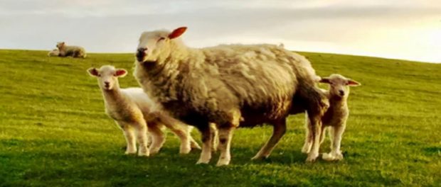 Screenshot-twitter-com-dfgfdgf3dfh5-620x264-1