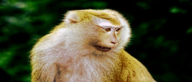 Screenshot-twitter-com-fgfhdhfg5cvvn9-620x264-1