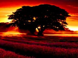 Screenshot-youtube-8sfsd-620×264-1