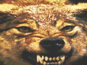 Wohlstandsverwahrlosung der Wolfsbefürworter: „Betroffene haben haben es schwer sich vorzustellen, dass sie für Folgen ihres Handelns selbst verantwortlich sein könnten“ Screenshot-youtube-com-fdfggffgfg