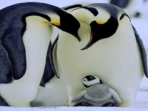 screenshot-twitter-com-dfgdfgandex.net-ff1-620×264-1