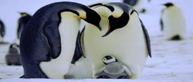 screenshot-twitter-com-dfgdfgandex.net-ff1-620x264-1