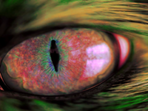 Screenshot-browse.startpage.com43ghgjgjj-620×264-1-1