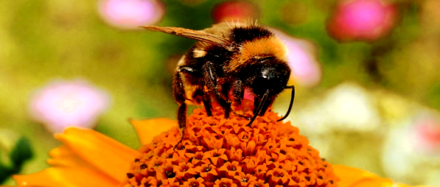 Screenshot-browse.startpage.com54xcbvb