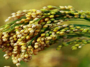 Screenshot-twitter-com-dfhgdghfghvcxcrrt