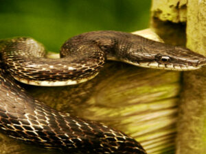 Warum sollten sie VLC Media Player auf Ihrem Raspberry Pi verwenden? Screenshot-twitter-com-dghfdgfgfd