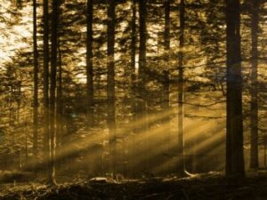 Berg Kottmar & das Lausitzer Bergland: „Das Wanderwegenetz des Kottmar ist sehr gut ausgeschildert“ Screenshot-twitter-com-sadsadasdx.com3_-620×264-1