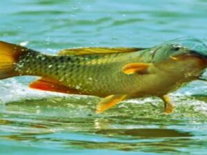 Screenshot-twitter-sdfdsfdsfdsfdsf28fd-620×264-1