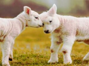 Screenshot-vimeo.com3ddfdfdgdgsf-620×264-1