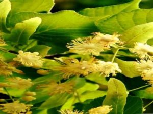 Lusiza: „Der Lausitzer Wildblütentee hat einen milden Geschmack“ Screenshot-youtube-2dsf0-620×264-1