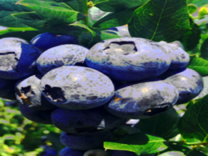 Screenshot-twitter-com-fdfdgfg4cxbnn9-620×264-1