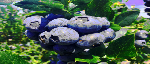 Screenshot-twitter-com-fdfdgfg4cxbnn9-620x264-1