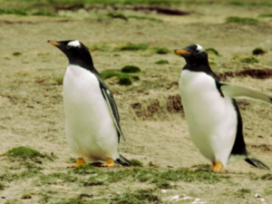 IT-Sicherheit: „Linux ist für die Rolle als Server prädestiniert“ Screenshot-vimeo.comfgfhhklklh2-620×264-1