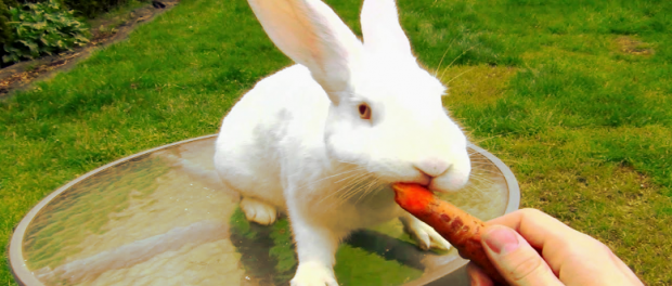 Screenshot-youtube-com-dfgf22dfgh-620x264-1