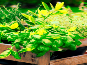 Screenshot-browse.startpage.com4xcvxcb0f-620×264-1