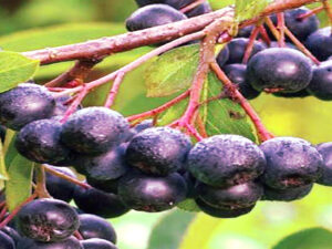 Screenshot-eu-browse.startpage.com_-1