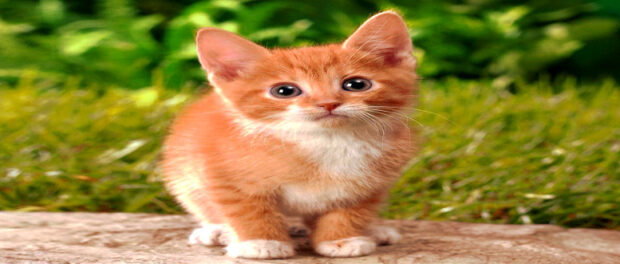 Screenshot-twitter-com-fdgdfgdfgfgfdg