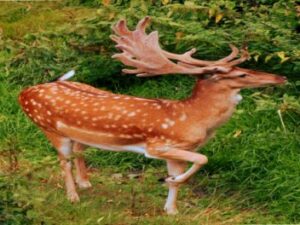 Beiersdorf – Ein kleiner Ort mitten im Mittellausitzer Bergland Screenshot-twitter-com-hjhj5asf-620×264-1