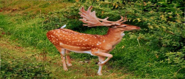 Screenshot-twitter-com-hjhj5asf-620x264-1