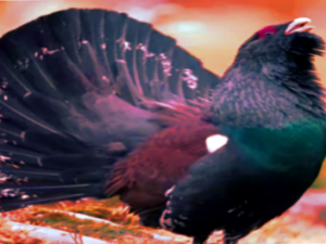 Bauern- und Geflügelhof Jurk: „Unser Bauernhof – das sind wir, die Familie Jurk“ Screenshot-twitter-fddfgddf1sfdf-620×264-1