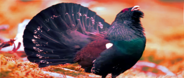 Screenshot-twitter-fddfgddf1sfdf-620x264-1