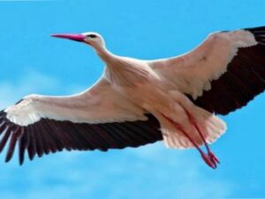 Screenshot-youtube-com-hjk1dffgfdgfgfd2-620×264-1