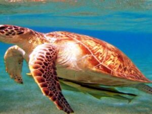 Screenshot-youtube-dsfdsf55545sdfdsgsdf14fdgfdhh-620×264-1