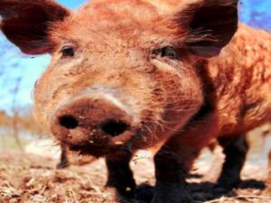 Screenshot-youtube-g38fdfdghg-620×264-1