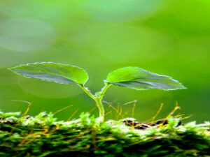 Pflanzen düngen mit Braunkohle? – „Leonardite sind organische Materialien, die nicht das Stadium der Kohle erreicht haben“ Screenshot-youtube-sadsadsafdsfdsrtvbvb