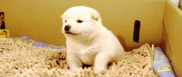 Screenshot-youtubefgfdgfdgfdg44ff-620x264-1