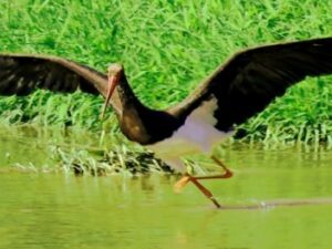 Screenshot youtube.com