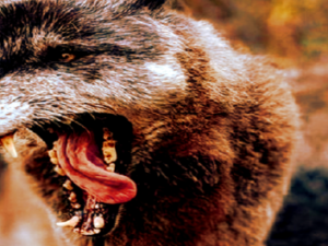 ILO Konvention 169 & Wohlstandsverwahrlosung der Wolfsbefürworter: „Region Hannover will einen prominenten Wolf abschießen lassen“ Screenshot youtube.com