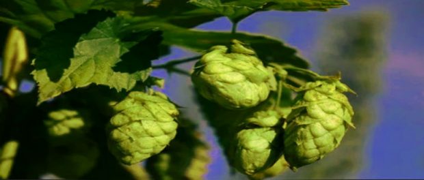 Screenshot-twitter-com-fdgfdfgdf1xcb1-620x264-1