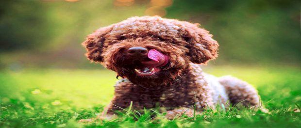 Screenshot-twitter-com-yafgfgfgfgndex.com3_-620x264-1