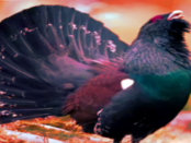 Screenshot youtube.com